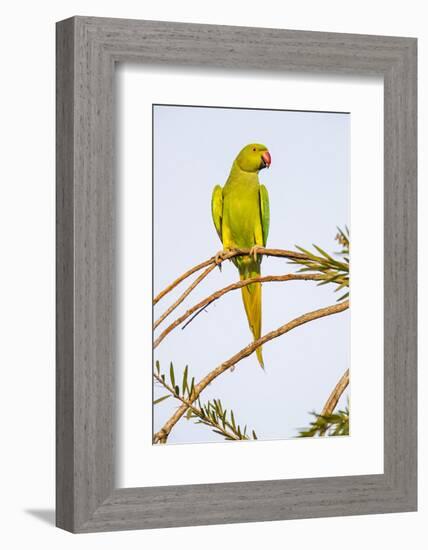 Rose ringed parakeet (Psittacula krameri) perching on branch, India-Panoramic Images-Framed Photographic Print