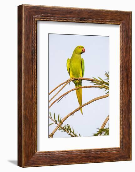 Rose ringed parakeet (Psittacula krameri) perching on branch, India-Panoramic Images-Framed Photographic Print