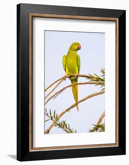 Rose ringed parakeet (Psittacula krameri) perching on branch, India-Panoramic Images-Framed Photographic Print