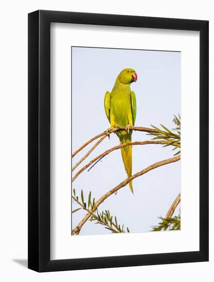 Rose ringed parakeet (Psittacula krameri) perching on branch, India-Panoramic Images-Framed Photographic Print