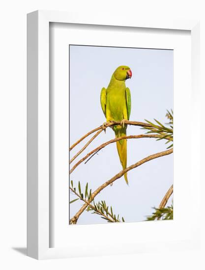 Rose ringed parakeet (Psittacula krameri) perching on branch, India-Panoramic Images-Framed Photographic Print