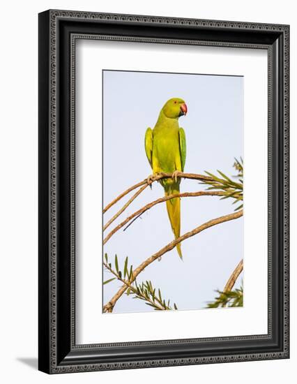 Rose ringed parakeet (Psittacula krameri) perching on branch, India-Panoramic Images-Framed Photographic Print