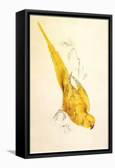 Rose-Ringed Parakeet, Psittacula Krameri-Edward Lear-Framed Premier Image Canvas