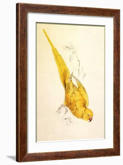 Rose-Ringed Parakeet, Psittacula Krameri-Edward Lear-Framed Giclee Print