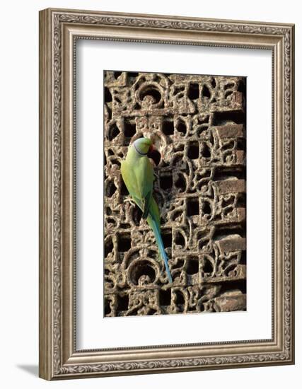 Rose Ringed Parakeet-null-Framed Photographic Print