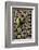 Rose Ringed Parakeet-null-Framed Photographic Print