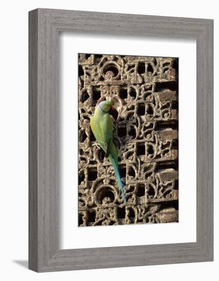 Rose Ringed Parakeet-null-Framed Photographic Print