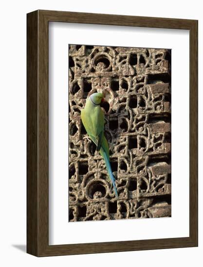 Rose Ringed Parakeet-null-Framed Photographic Print