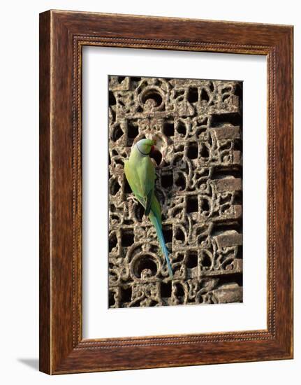 Rose Ringed Parakeet-null-Framed Photographic Print