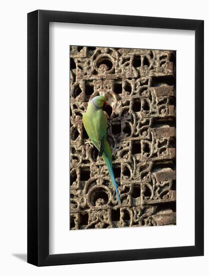 Rose Ringed Parakeet-null-Framed Photographic Print