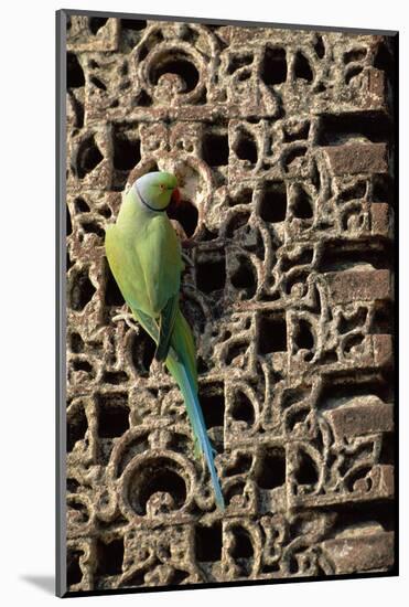 Rose Ringed Parakeet-null-Mounted Photographic Print