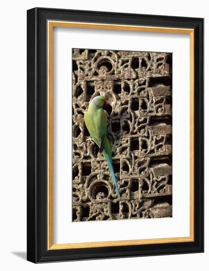 Rose Ringed Parakeet-null-Framed Photographic Print