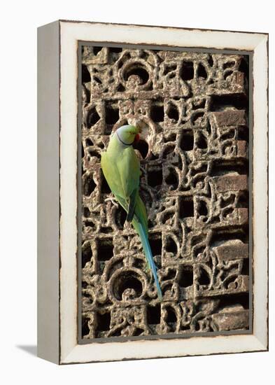 Rose Ringed Parakeet-null-Framed Premier Image Canvas