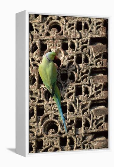 Rose Ringed Parakeet-null-Framed Premier Image Canvas