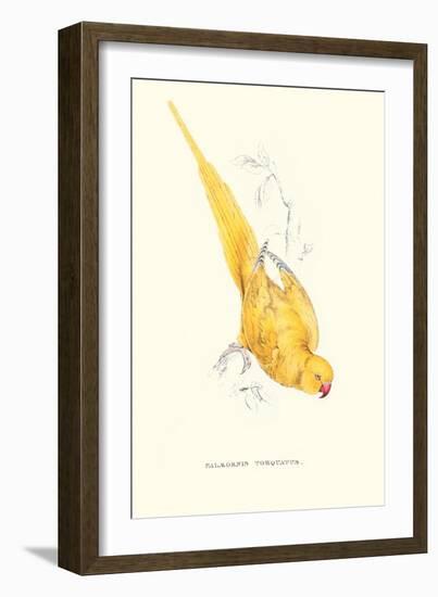 Rose Ringed Parrot (Yellow) - Psittacula Krameri-Edward Lear-Framed Art Print