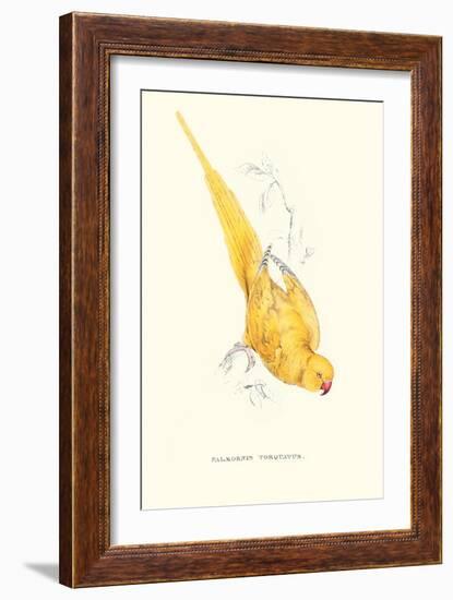 Rose Ringed Parrot (Yellow) - Psittacula Krameri-Edward Lear-Framed Art Print