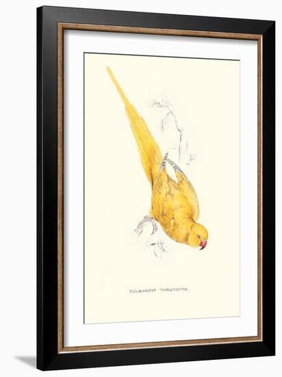 Rose Ringed Parrot (Yellow) - Psittacula Krameri-Edward Lear-Framed Art Print