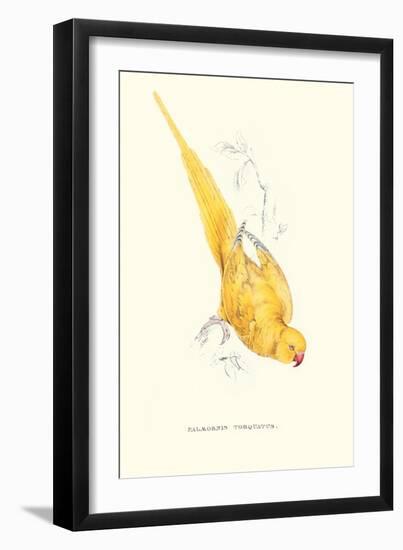 Rose Ringed Parrot (Yellow) - Psittacula Krameri-Edward Lear-Framed Art Print