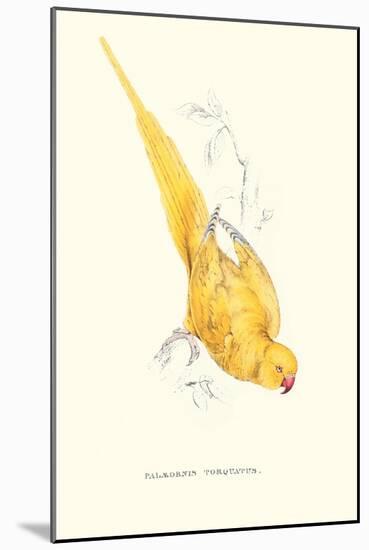 Rose Ringed Parrot (Yellow) - Psittacula Krameri-Edward Lear-Mounted Art Print