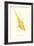 Rose Ringed Parrot (Yellow) - Psittacula Krameri-Edward Lear-Framed Art Print