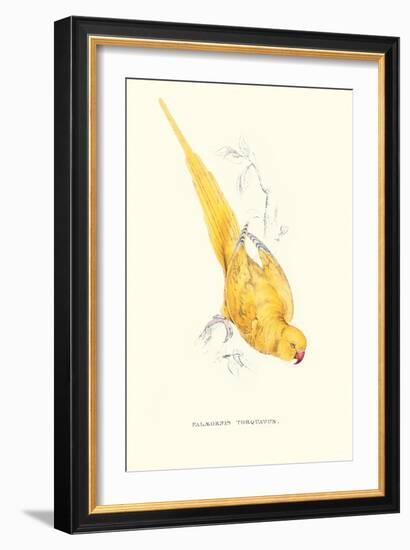 Rose Ringed Parrot (Yellow) - Psittacula Krameri-Edward Lear-Framed Art Print