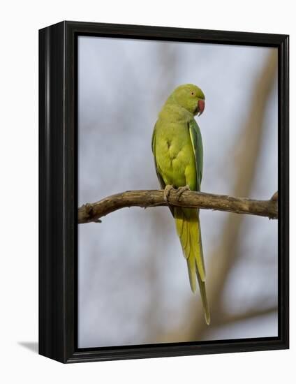 Rose Ringed Ring-Necked Parakeet Perched, Ranthambhore Np, Rajasthan, India-T.j. Rich-Framed Premier Image Canvas