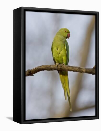 Rose Ringed Ring-Necked Parakeet Perched, Ranthambhore Np, Rajasthan, India-T.j. Rich-Framed Premier Image Canvas