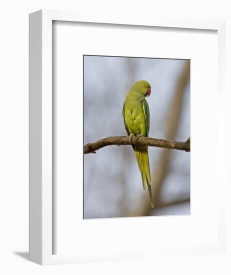 Rose Ringed Ring-Necked Parakeet Perched, Ranthambhore Np, Rajasthan, India-T.j. Rich-Framed Photographic Print