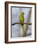 Rose Ringed Ring-Necked Parakeet Perched, Ranthambhore Np, Rajasthan, India-T.j. Rich-Framed Photographic Print