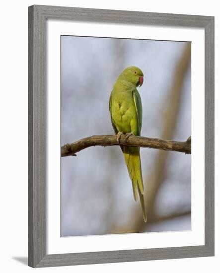 Rose Ringed Ring-Necked Parakeet Perched, Ranthambhore Np, Rajasthan, India-T.j. Rich-Framed Photographic Print