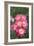 Rose (Rosa 'Erfurt')-Dr. Keith Wheeler-Framed Photographic Print