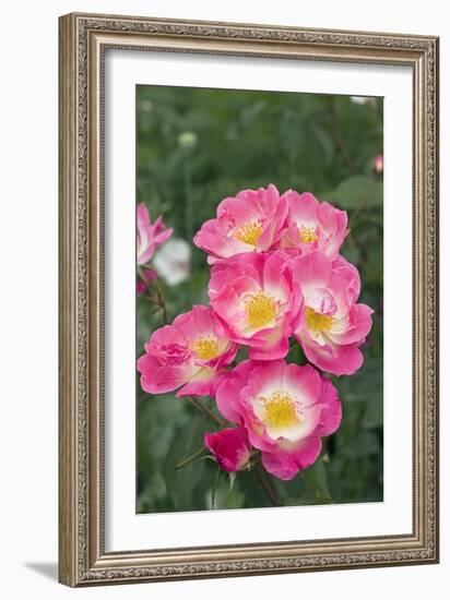 Rose (Rosa 'Erfurt')-Dr. Keith Wheeler-Framed Photographic Print