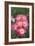 Rose (Rosa 'Erfurt')-Dr. Keith Wheeler-Framed Photographic Print