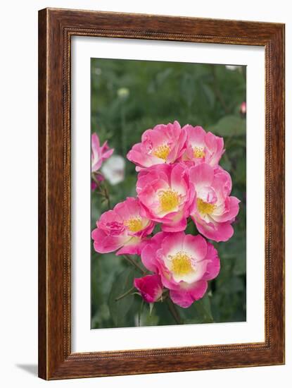Rose (Rosa 'Erfurt')-Dr. Keith Wheeler-Framed Photographic Print