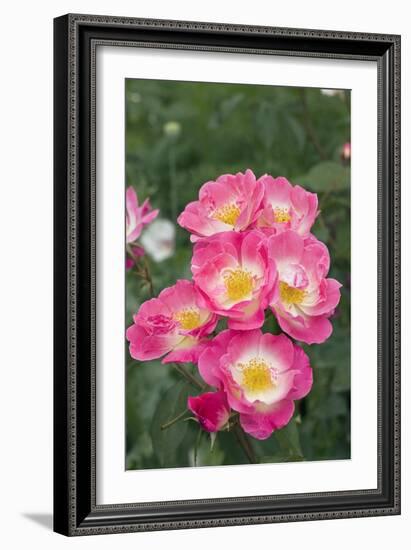 Rose (Rosa 'Erfurt')-Dr. Keith Wheeler-Framed Photographic Print