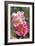 Rose (Rosa 'Erfurt')-Dr. Keith Wheeler-Framed Photographic Print
