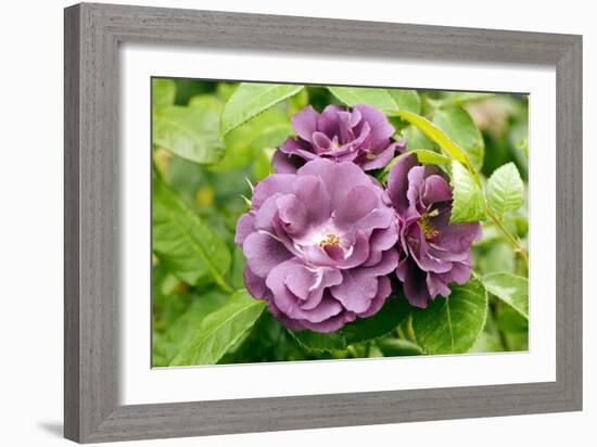 Rose (Rosa 'Rhapsody In Blue')-Adrian Thomas-Framed Photographic Print