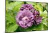 Rose (Rosa 'Rhapsody In Blue')-Adrian Thomas-Mounted Photographic Print