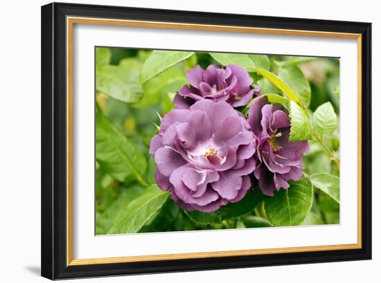 Rose (Rosa 'Rhapsody In Blue')-Adrian Thomas-Framed Photographic Print