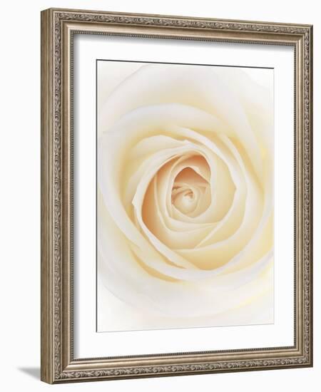 Rose (Rosa Sp.)-Gavin Kingcome-Framed Photographic Print