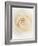 Rose (Rosa Sp.)-Gavin Kingcome-Framed Photographic Print