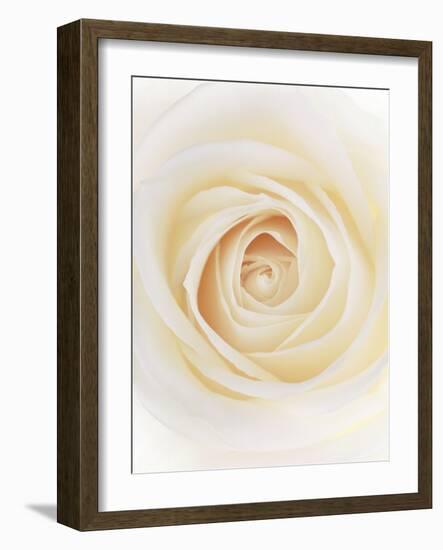 Rose (Rosa Sp.)-Gavin Kingcome-Framed Photographic Print