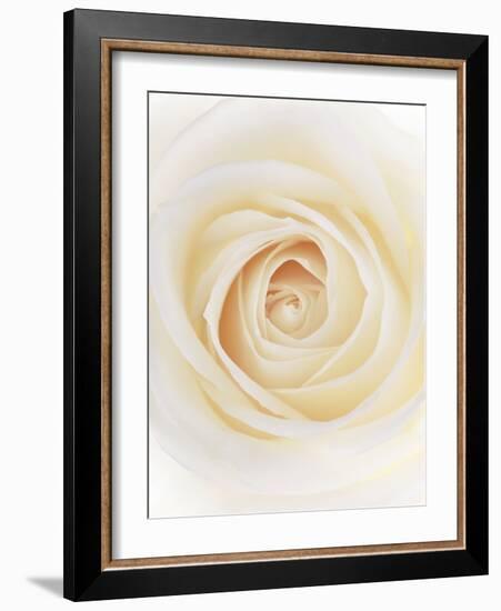 Rose (Rosa Sp.)-Gavin Kingcome-Framed Photographic Print