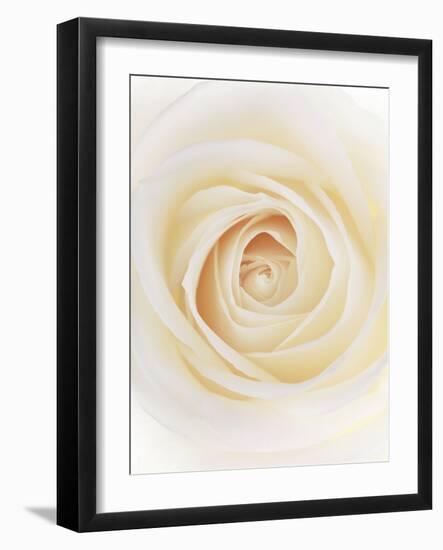 Rose (Rosa Sp.)-Gavin Kingcome-Framed Photographic Print