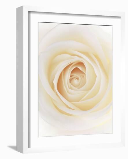 Rose (Rosa Sp.)-Gavin Kingcome-Framed Photographic Print