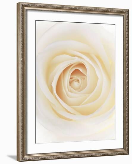 Rose (Rosa Sp.)-Gavin Kingcome-Framed Photographic Print