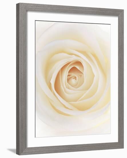 Rose (Rosa Sp.)-Gavin Kingcome-Framed Photographic Print