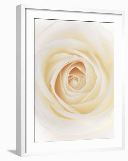 Rose (Rosa Sp.)-Gavin Kingcome-Framed Photographic Print