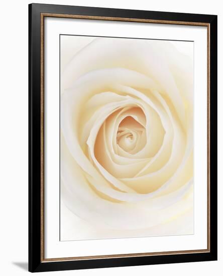 Rose (Rosa Sp.)-Gavin Kingcome-Framed Photographic Print