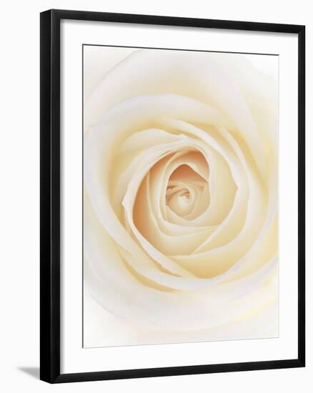 Rose (Rosa Sp.)-Gavin Kingcome-Framed Photographic Print